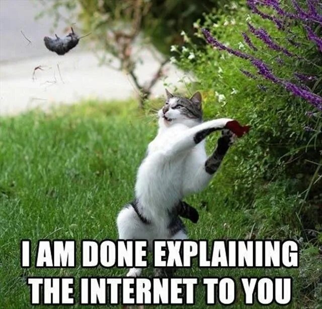 Кошка ловит лапой мышь. I am done. Internet memes. Can you explain you are doing