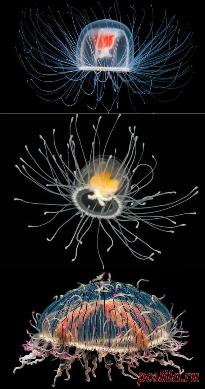 Бессмертная медуза turritopsis nutricula. Бессмертная медуза turritopsis. Turritopsis nutricula. Медуза нутрикула. Медуза нутрикула.