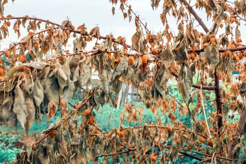 Увядание абрикоса монилиоз. Абрикос растет поросль. Урюк абрикос красный. Завяла ветка на абрикосе. Курага абрикос.