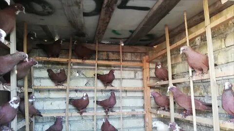 طيور الحمام الاحمر - manastirpiperi.me 