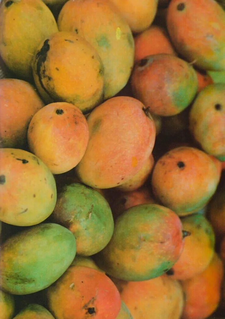 Зелёное манго сорт. Манго фрукт тайский сорт. Сорт манго Авис. Манго (сорт кат Чу).