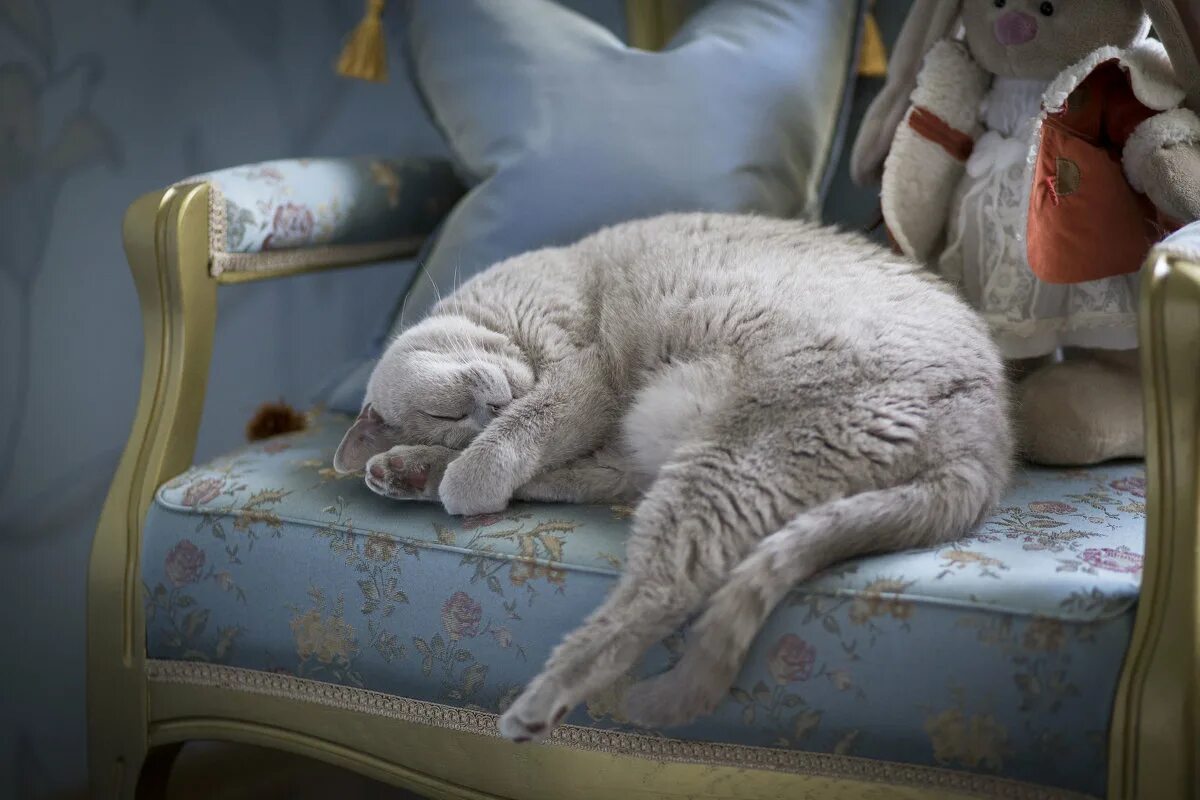 Кот дремот. Дремота. Фото дремота. Британская кошка Овечка. Кот дремот в реальной жизни