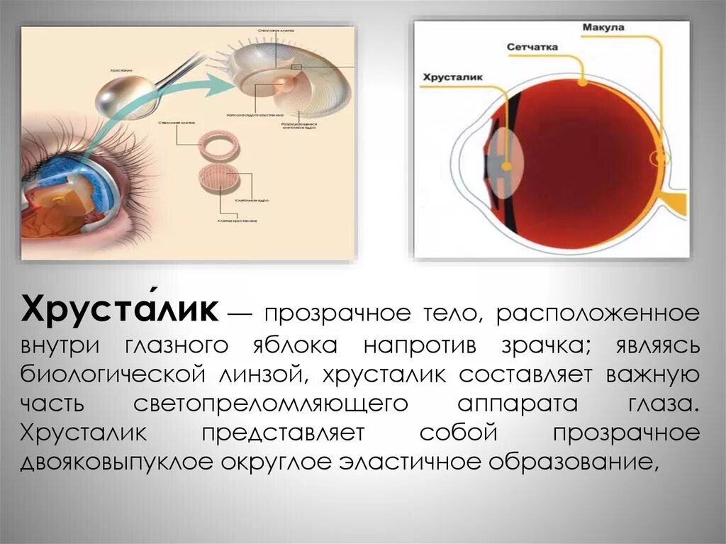 Какую форму имеет хрусталик. Хрусталик глазного яблока строение и функции. Анатомия хрусталика глаза человека. Строение хрустали глаза. Хрусталик глаза анатомия.