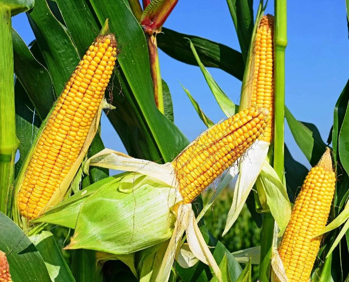 Фото кукурузы. Сорт кукурузы Любава. Кукуруза Донская высокорослая. Кукуруза 5290. Кукуруза сорт Катерина.