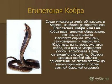 Баллада о змеях и птицах объяснение