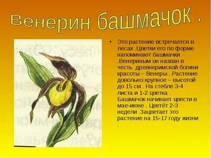 Почему венерин башмачок