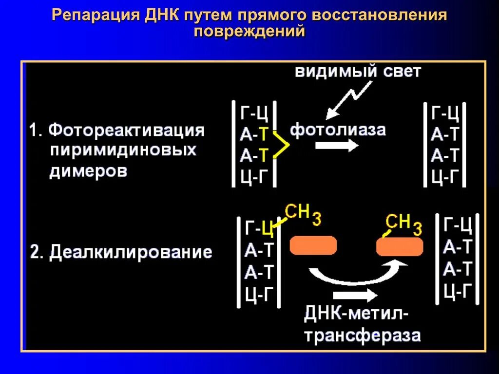 Генетическим повреждением. Репарация генетических повреждений.. Типы восстановления повреждений ДНК.. Репарация ДНК. Механизмы репарации ДНК.