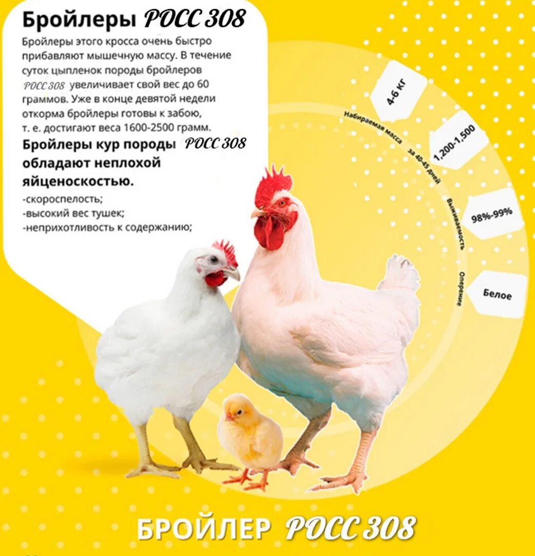 Бройлер росс 308 описание фото отзывы. Бройлер кобб 500. кобб 500 или росс 308. росс 308 на руках. алейниковский инкубатор воронежская обл. телефон.