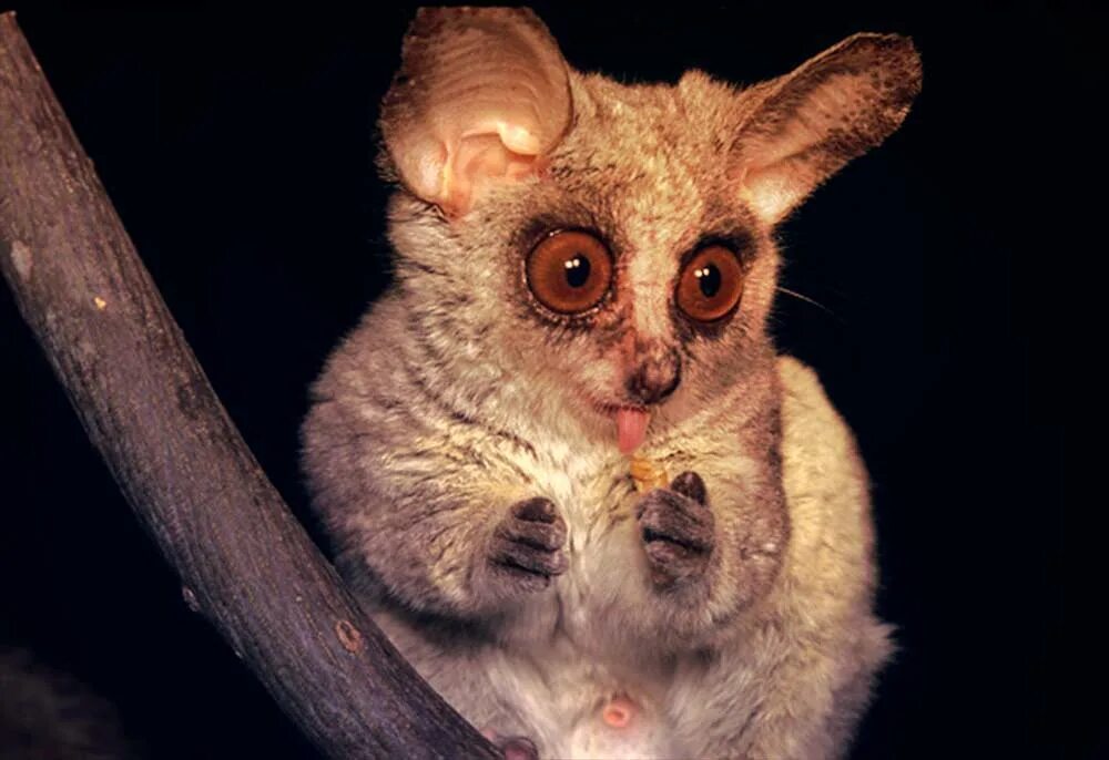 маленькое серое животное. манчкин кинкалоу кошка. манчкин кинкалоу. маленькое серое животное. маленькое серое животное.