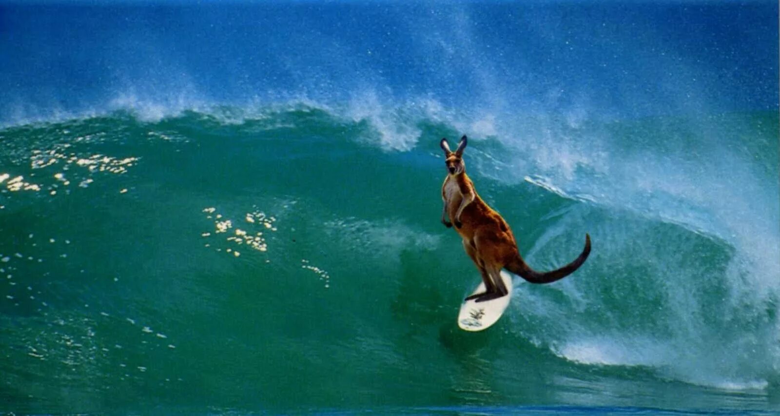 Животные перед землетрясением. Паводок животные. Животные цунами. Кошки и стихийные бедствия. Тайфун катрина.