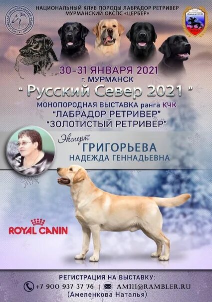 Выставка собак сайт ркф. Лабрадор выставка. выставка собак лабрадоров. монопородная выставка лабрадоров. лабрадор ретривер на выставке.