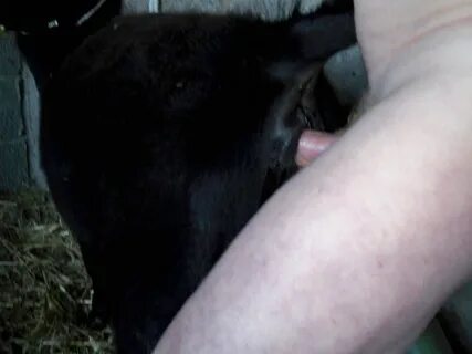 Man fucks cow - lavvocatodeldiavolo.biz