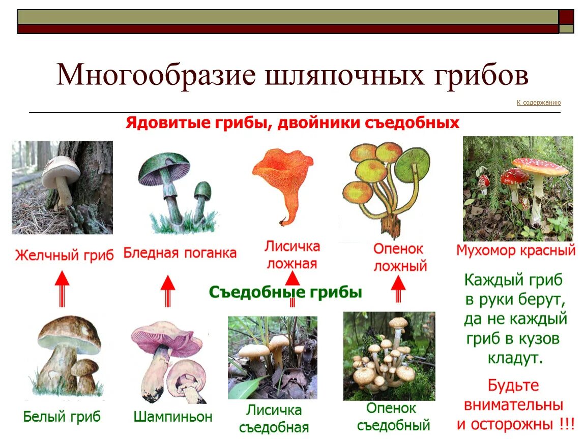 Шляпочные грибы съедобные и ядовитые. Несъедобные Шляпочные грибы 5 класс биология. Съедобные грибы и несъедобные грибы таблица. Несъедобные грибы Шапочные.