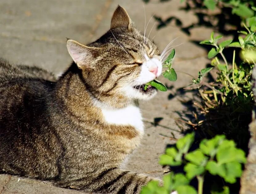 Для чего кошачья мята котам. Котовник кошачий. Трава котовник кошачий. Кошачья мята растение. Котовник кошачий (Nepeta cataria l..