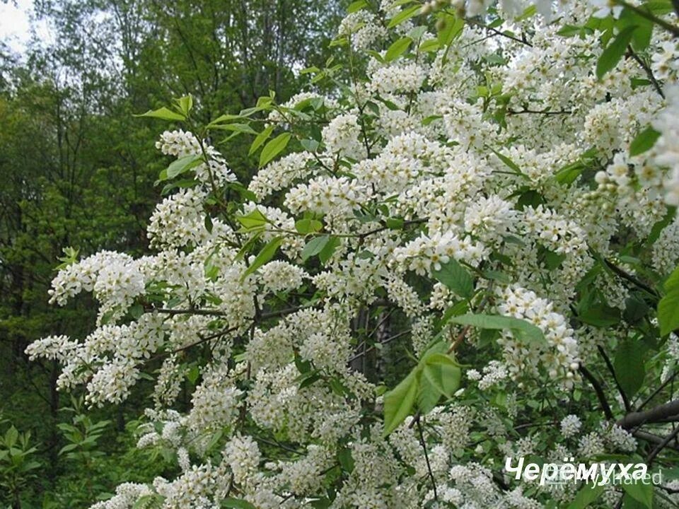 Черемухи цвет глава 9