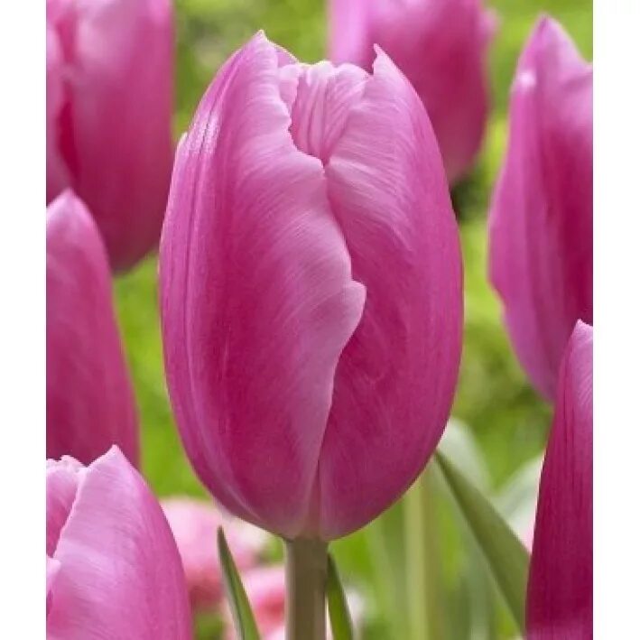 Тюльпан хемисфер. Тюльпан джамбо пинк фото. Сорт тюльпанов jumbo pink. Тюльпан джамбо пинк фото. Тюльпан джамбо бьюти.
