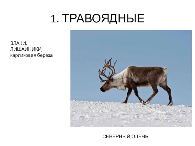 Северный олень внесен в красную книгу. Северный олень фото. северный олень в вологодской области. лесной северный олень красная книга. северный олень красная книга архангельской области.