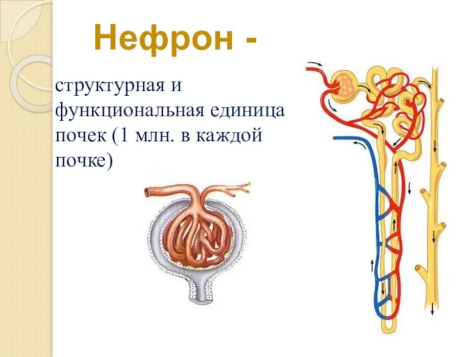 В капсуле нефрона происходит образование. Строение нефрона почки. Строение нефрона почки человека. Мочевыделительная система человека нефрон. Нефрон почки анатомия.