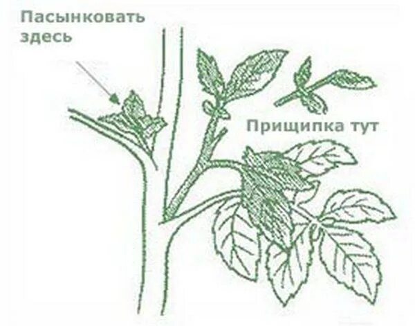 Пасынок работает. Помидоры пасынкование и прищипывание. Схема пасынкования томатов. Схема прищипывания помидоров в теплице. Прищипывание томатов черри.