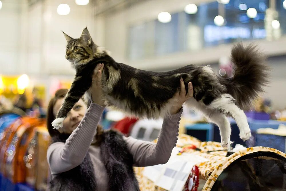 Выставка кошек. Выставочные кошки. Выставка сибирских кошек. Выставка кошек Сибирские кошки.