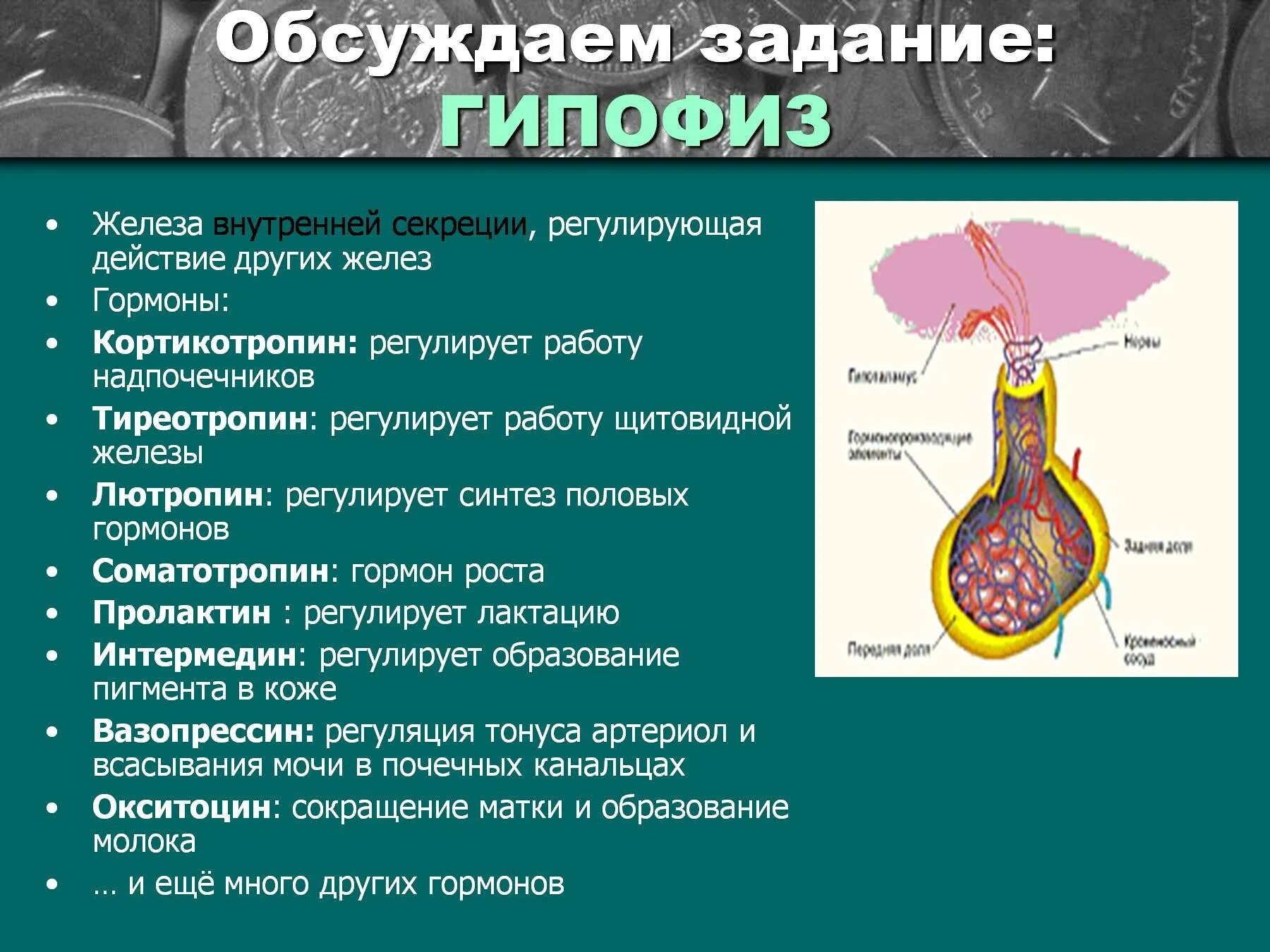 Гипофиз влияет на рост. Гипофиз регулирует деятельность других эндокринных желез. Гормоны регулирующие деятельность гипофиза. Гормоны регулирующие функции гипофиза. Деятельность половых желез регулирует гормон гипофиза.