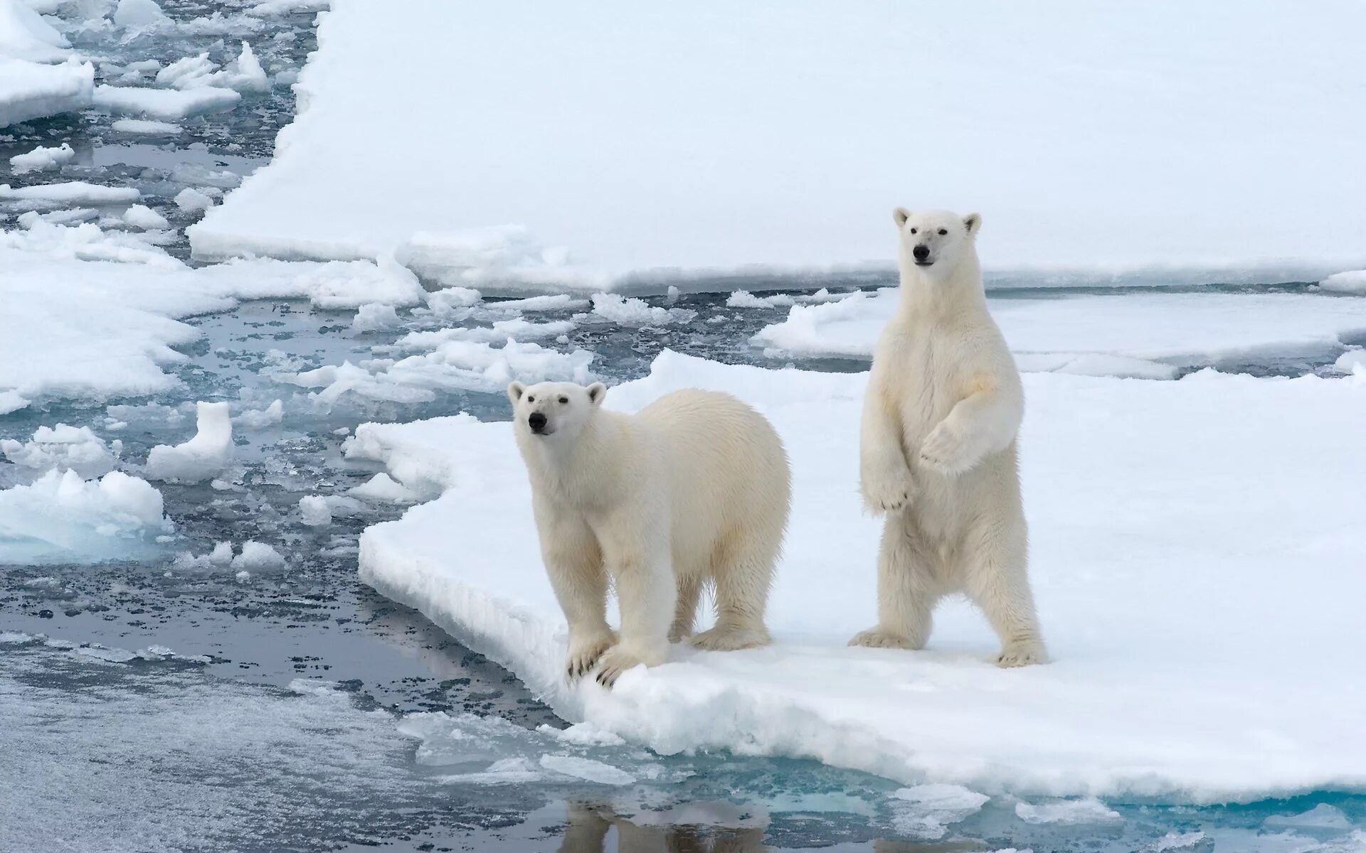 Медведи живут в арктике. Белые медведи в Арктике. Арктика – Антарктика белый медведь. Карское море белый медведь. Белые медведи в Арктике или Антарктике.