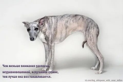 Собака поджимает хвост