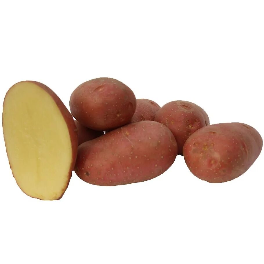 Сорта картофеля устойчивые к фитофторозу. Семенной картофель Алуэт. Сорт картофеля Алуэт. Алуэт картофель характеристика. Семенной картофель Балтик Роуз.
