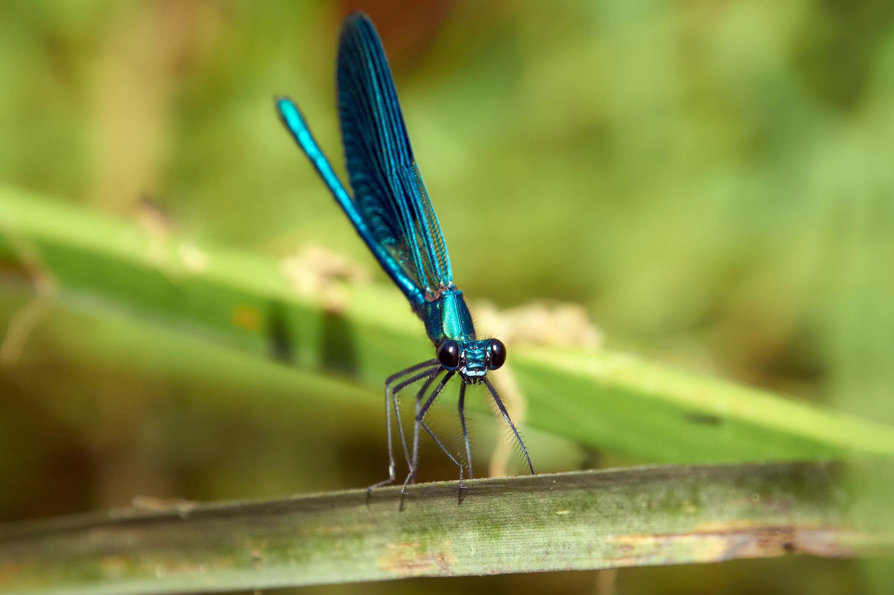 Стрекоза Calopteryx Virgo. Calopteryx Virgo (красотка-девушка). Стрекоза красотка темнокрылая. Красотка-девушка Стрекоза Calopteryx Virgo.