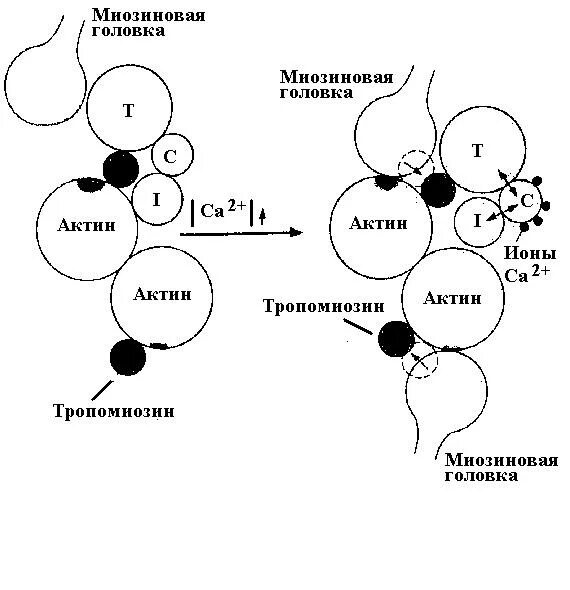 Кальций участвует в сокращении мышц. Роль ионов кальция в регуляции мышечного сокращения. участие кальция в сокращении мышц. роль ионов кальция в процессе мышечного сокращения. роль ионов кальция в реализации мышечного сокращения биохимия.