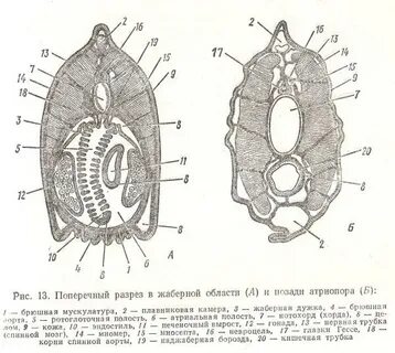 Глаза гессе
