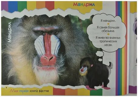 Шимпанзе книга