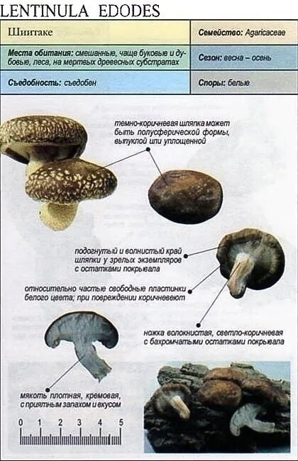 Грибы шиитаке польза и вред. Шиитаке lentinula edodes. строение гриба шиитаке. внешний вид и строение шиитаке.