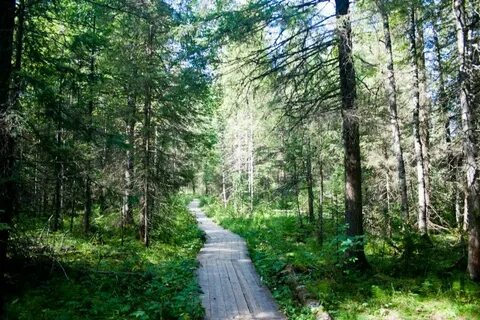 Сказочная тропа в ленобласти с подсветкой