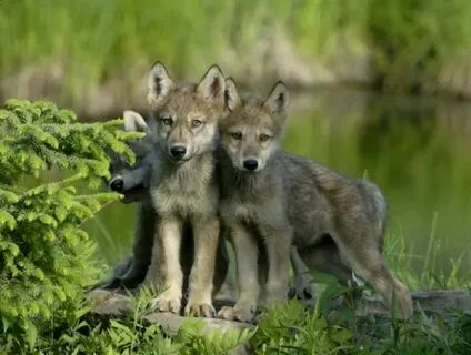 Мас балапан лесбиянкадан оның кискасын жалауын өтінді.