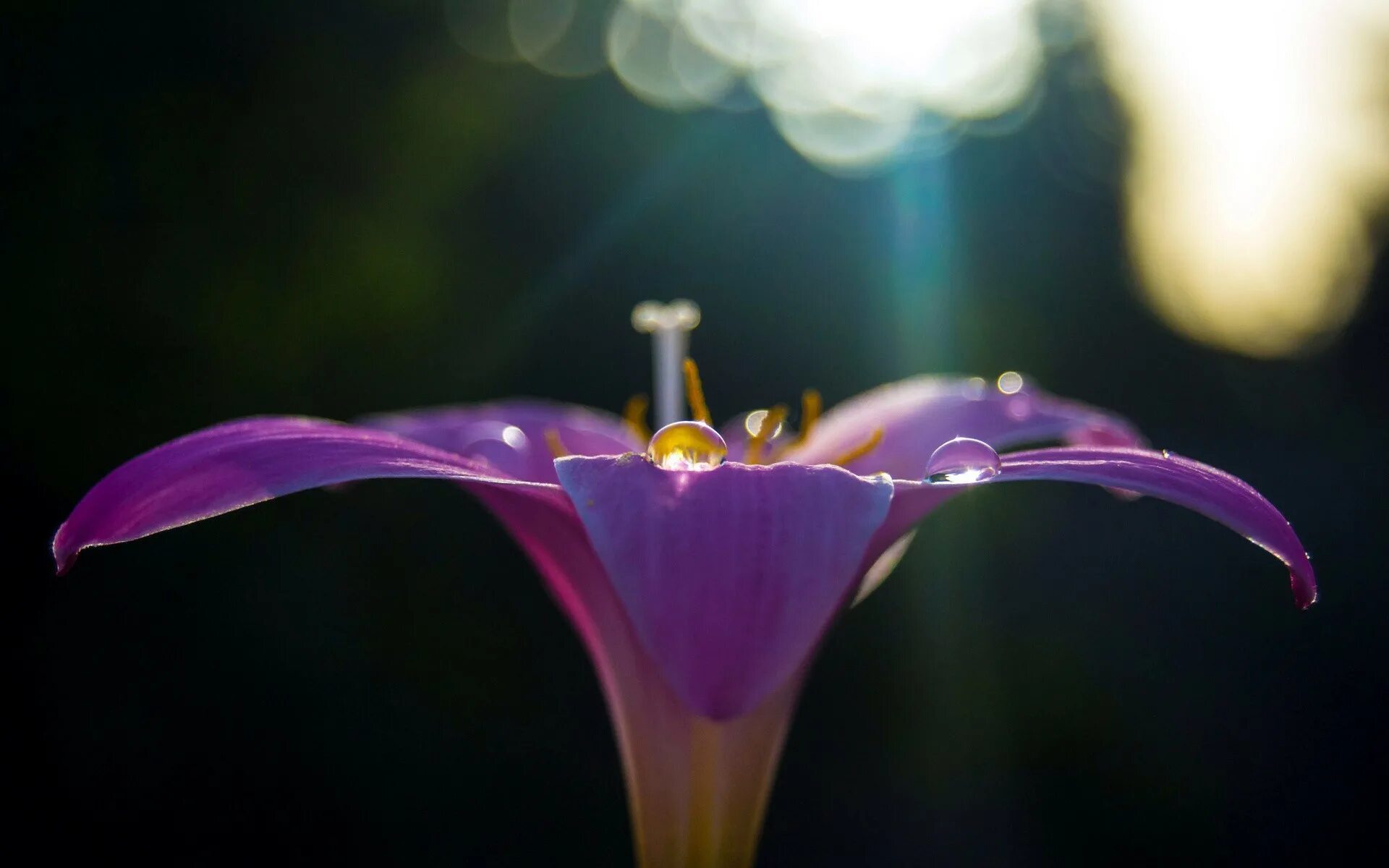 Изящные цветы. Masdevallia persicina. Цветочек макро. Изящные цветы. Грациозный цветок.