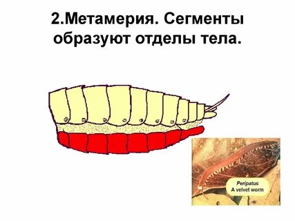 У кольчатых червей двусторонняя симметрия