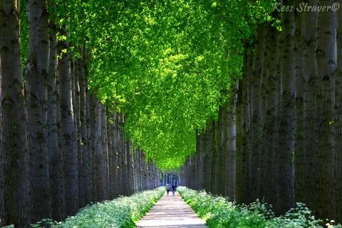 Фото зеленых аллей