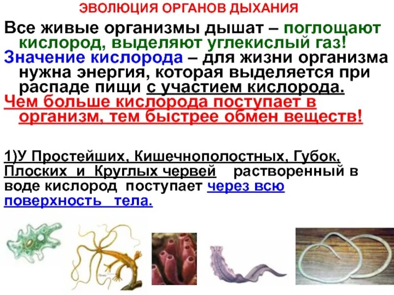 Живые организмы выделяющие кислород. Химический процесс фотосинтеза. Воздушное питание растений фотосинтез 6 класс. Живые организмы выделяющие кислород. Выделение растением кислорода на свету.