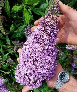 Карликовая буддлея