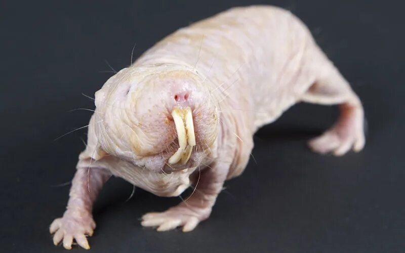 слепая крыса