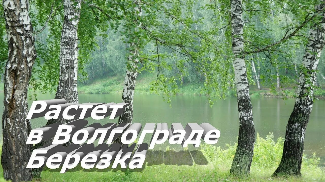 Растёт в Волгограде берёзка. Растет в Волгограде береза. Композиции с березой. Растет в Волгограде Березка урок Победы. Росла в волгограде березка текст