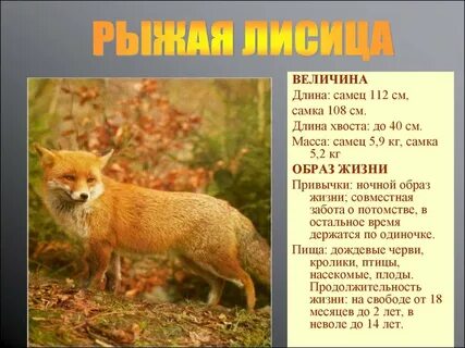 Проект на тему животные леса