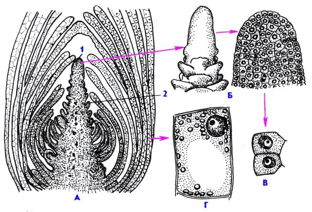 Апикальная меристема элодеи. Конус нарастания образованный клетками. Продольный разрез через конусы нарастания стебля. Образовательные ткани меристемы. Продольный разрез конуса нарастания побега.