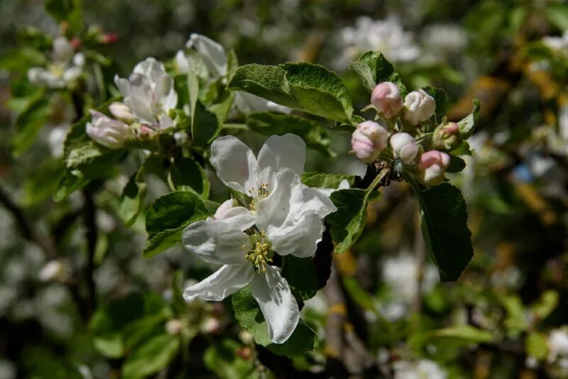 не зову не плачу все пройдет как белых яблонь дым. яблоня обильноцветущая. цветущая яблоня калининграда. стихотворение все пройдет как с белых яблонь дым. как с белых яблонь дым.