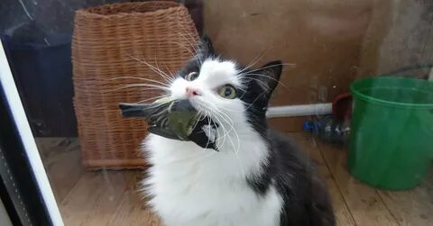 Кот принес мышь