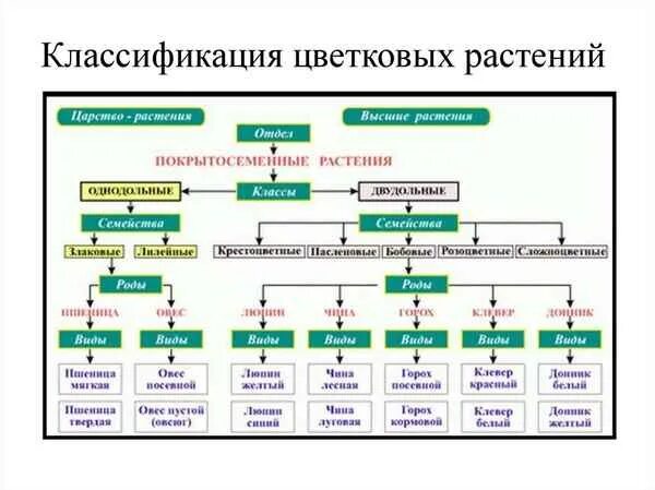 Составить классификацию 1 растения