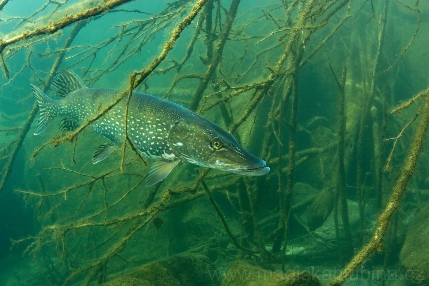 Обыкновенная щука (Esox Lucius). Вид обыкновенная щука - Esox Lucius. Рыба щука Esox Lucius. Щука обыкновенная Байкал.