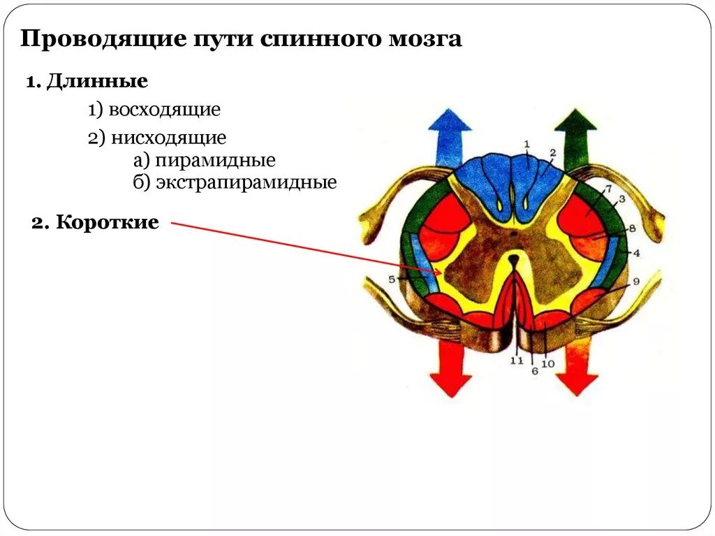 Проходящие пути спинного мозга. Строение проводящих путей спинного мозга. Схема проводящих путей спинного мозга. Восходящие и нисходящие пути спинного мозга. Восходящие проводящие пути спинного мозга.