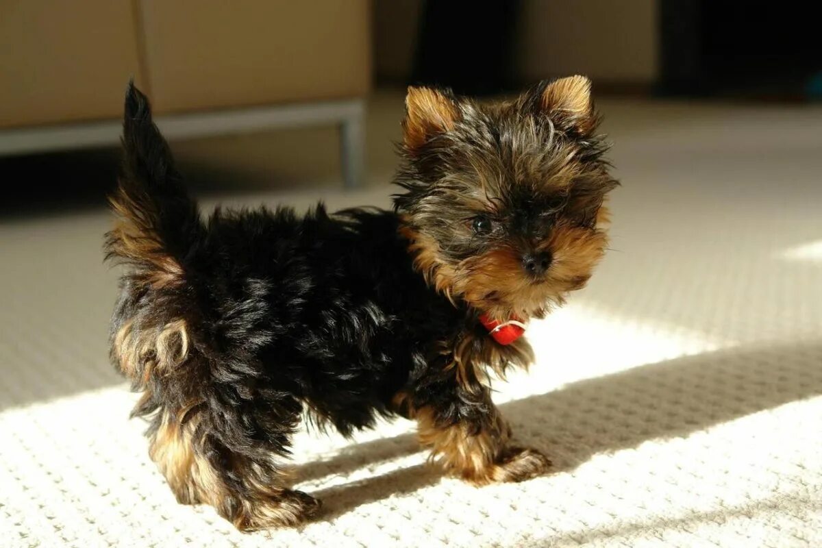 йоркширский терьер приучение к пеленке. йорк терьер много собачек и щенков в доме. дрессированный йорк. йоркширский терьер мини. белая магия питомник бийск щенки йорка.